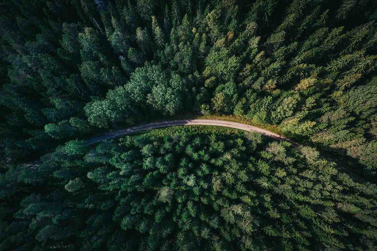 Aerial photo of a road going surrounded by a large pine forest