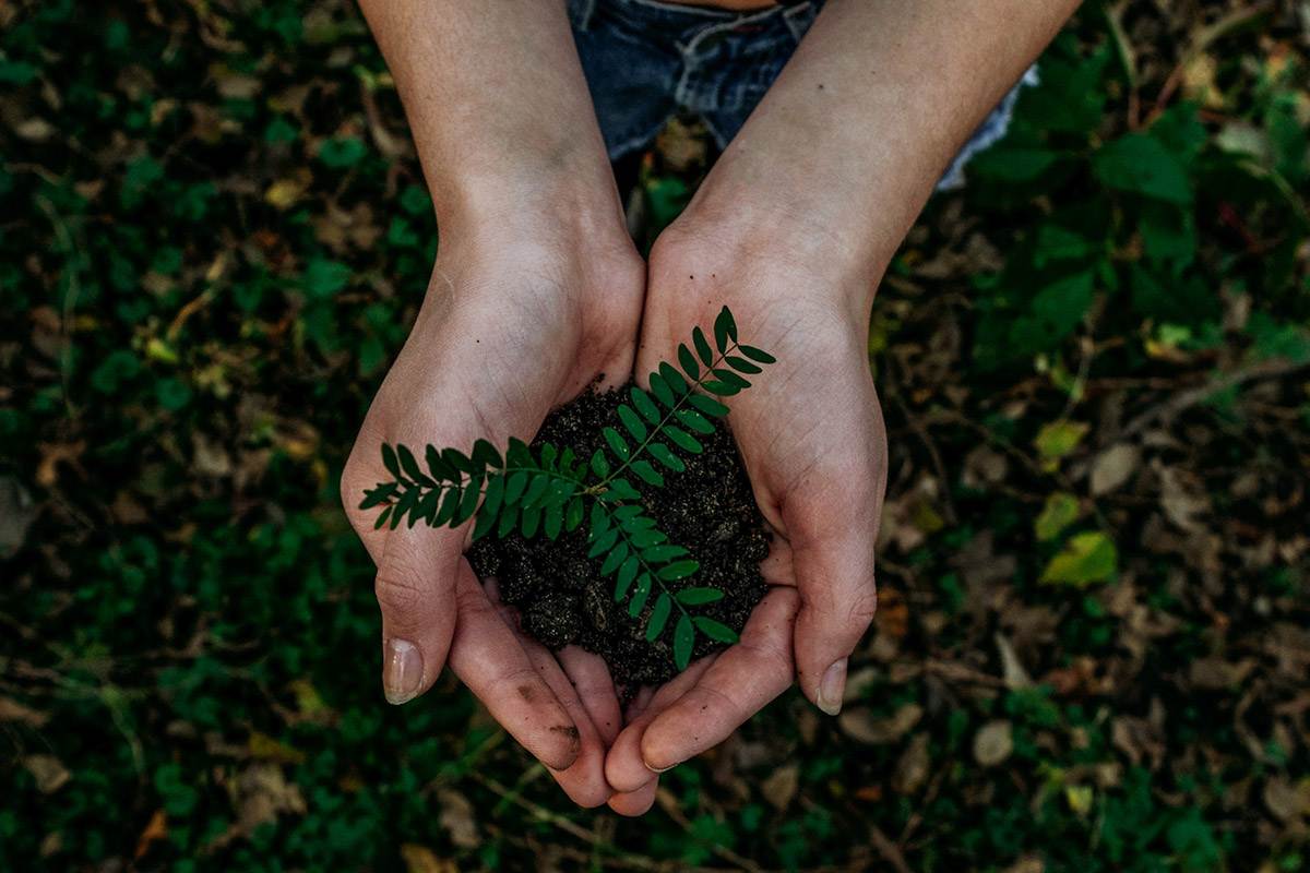 A person's hands are holding a small tree that has just been planted in dirt